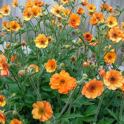 Geum 'Totally Tangerine' plants | Thompson & Morgan