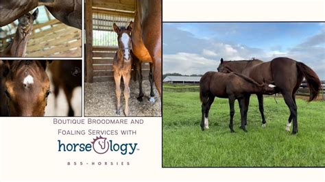 MareOlogy - Broodmare and Foaling Services - horseology