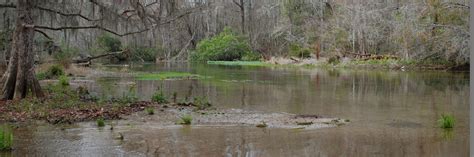 Spring Creek Park | Florida Hikes