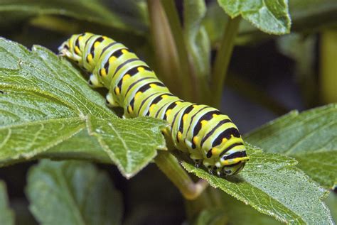 Eastern Black Swallowtail Caterpillar IIi Photograph by Michael Peychich