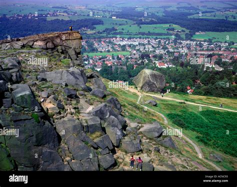 Cow and Calf Ilkley Moor and Ilkley Yorkshire Stock Photo - Alamy