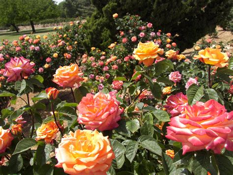 Wohl Rose Garden, Jerusalem Israel | Jerusalem israel, Jerusalem, Israel