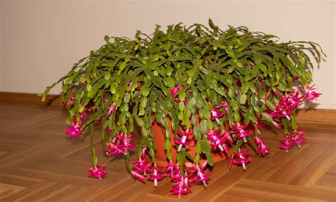 Why Are My Christmas Cactus Leaves Turning Yellow? - Garden Lovers Club