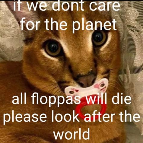 Please take care of the world : r/Floppa