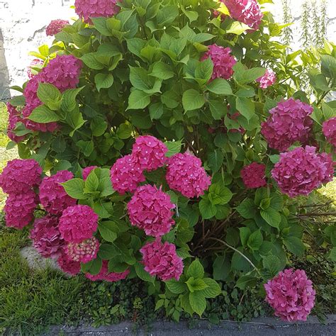 Hydrangea Sibilla - Large Pink Mophead Hydrangea | Free photos ...