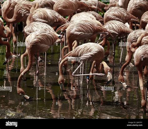 Beautiful pink flamingo at Singapore, Jurong Bird Park Stock Photo - Alamy