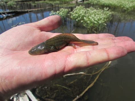 Barred Tiger Salamander Larvae