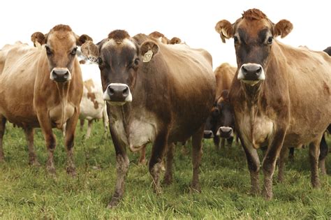 Herd of jersey cows | Discover Dairy