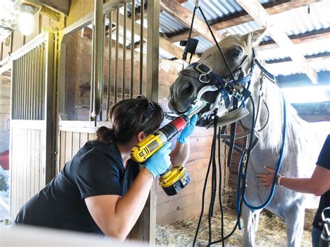 Equine dental care keeps horses healthy | The Reflector