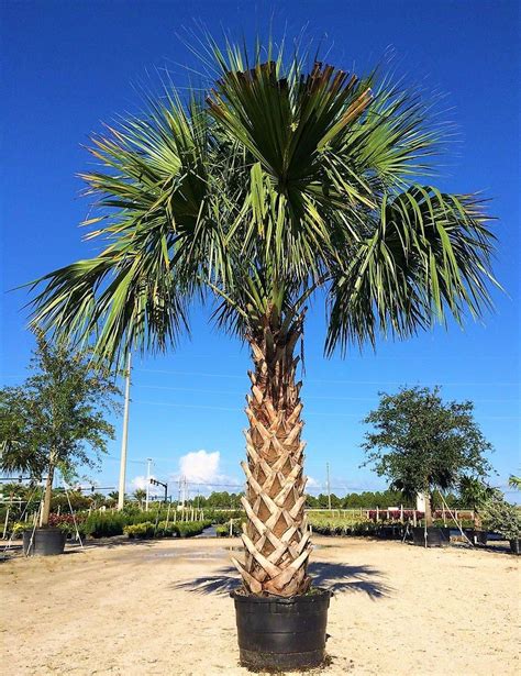 Sabal palmetto Cabbage Carolina Palm Dubai UAE best online Plants