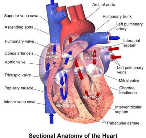 called myocardium science External Structure Of Human Heart Anatomy ...