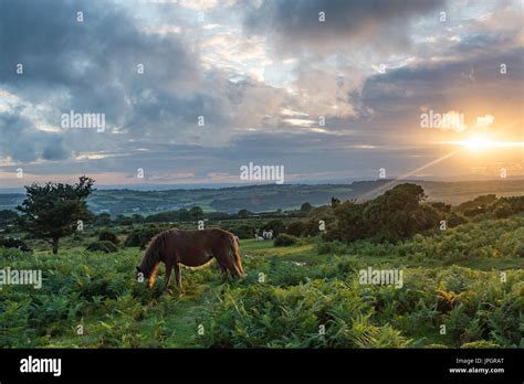 Wild horse at sunset Stock Photo - Alamy