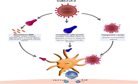 Frontiers | A Comprehensive Review of the Protein Subunit Vaccines Against COVID-19