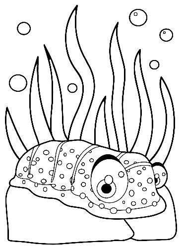 17 Sea Cucumber Coloring Pages - ColoringPagesOnly.com