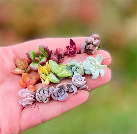 How To Propagate Succulents From Leaves: A Guide To Easy Propagation ...