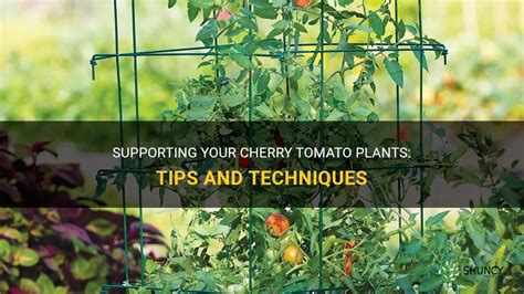 Supporting Your Cherry Tomato Plants: Tips And Techniques | ShunCy