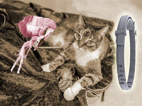 10 Best Natural Essential Oil Flea Collars for Cats