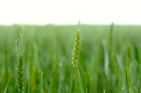 Cigi gets $6.2 million in federal funding to demonstrate wheat quality