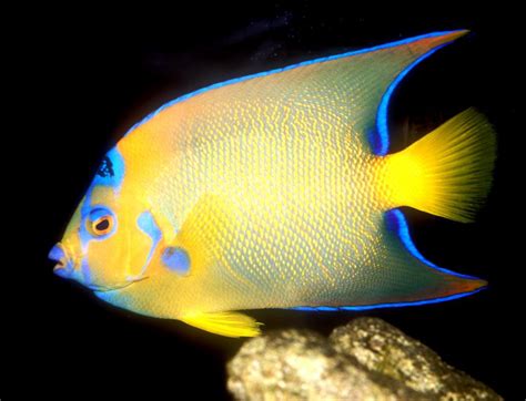 Queen angel fish: Characteristics, habitats, care and more....