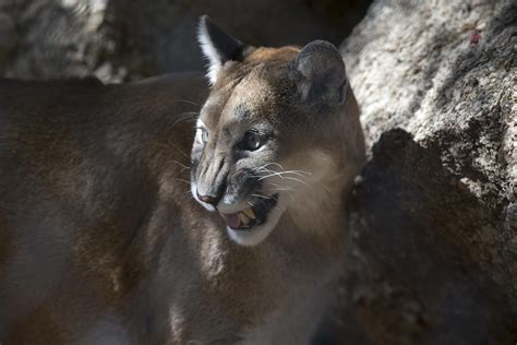 Mountain lion encounters are rare, but if you encounter one, here are 5 ways to stay safe