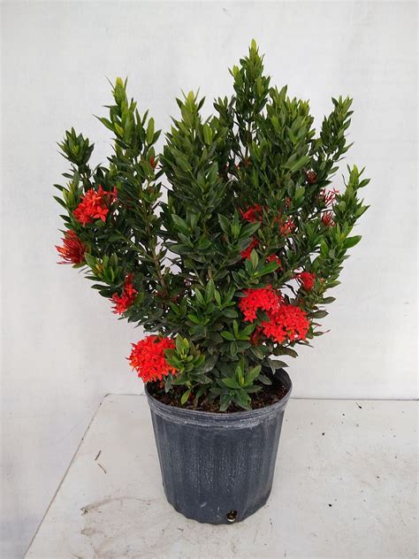 Buy Ixora taiwanensis 'Dwarf Red', Flame of the Woods, Jungle Flame, Dwarf Ixora | Free Shipping ...