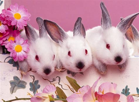 Easter animals