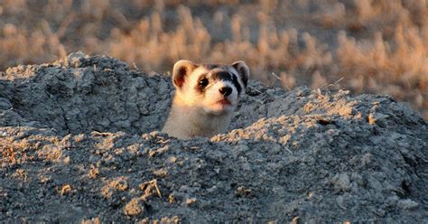 Conservation efforts to restore black-footed ferrets in Colorado ...