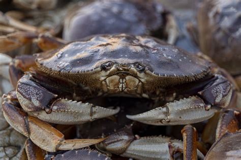 Dungeness Crab Season California 2022: Here’s What to Know in San ...