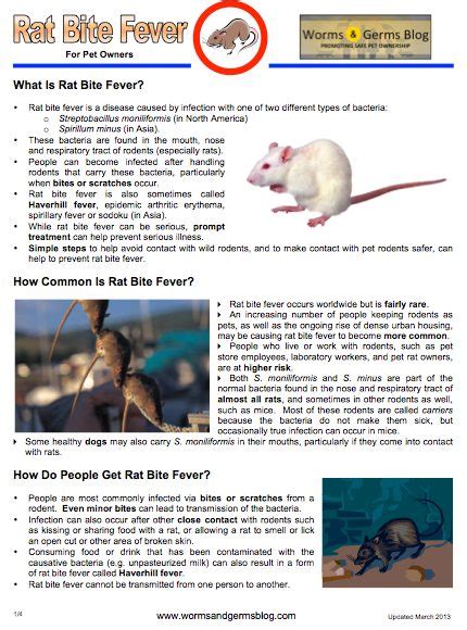 Rat bite fever info sheet | Worms & Germs Blog