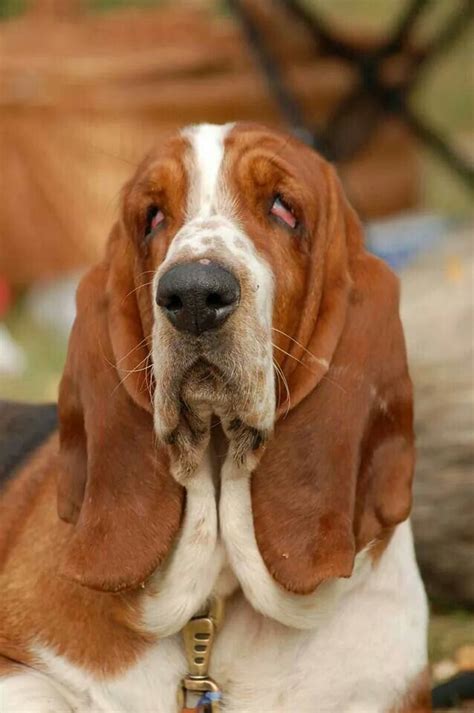 wrinkly old boy | Basset dog, Basset hound, Basset hound dog