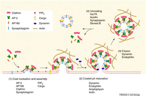 Clathrin-mediated endocytosis: membrane factors pull the trigger: Trends in Cell Biology