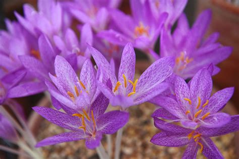 How to Grow and Care for Autumn Crocus