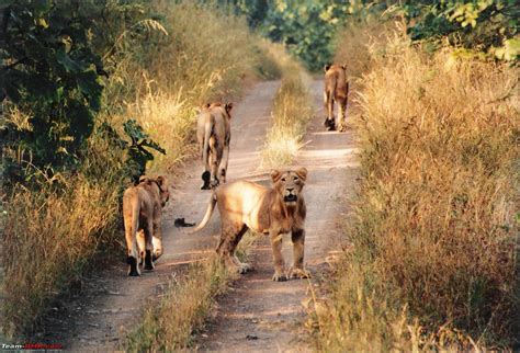 Visit to Gir forest - the only natural habitat for Asiatic Lion! - Page 2 - Team-BHP