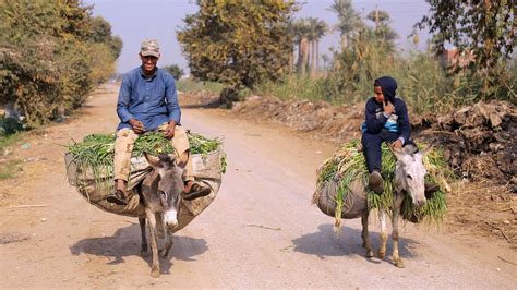 How donkeys changed the course of human history - BBC Future