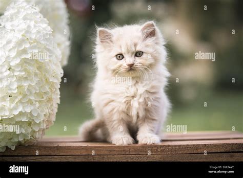 British Longhair Kitten Stock Photo - Alamy