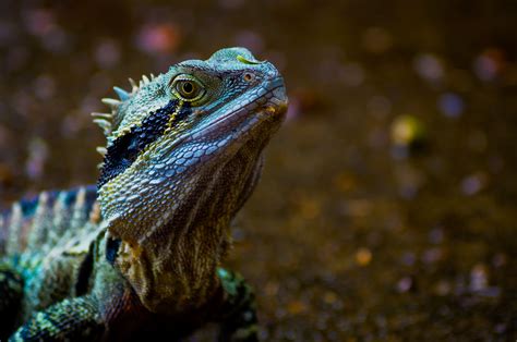 Green Lizard · Free Stock Photo