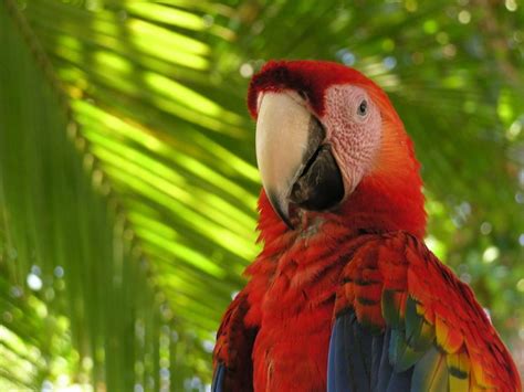 macaw, Parrot, Bird, Tropical, 95