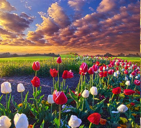 spring, Flowers, Tulips, Field, Sunrise, Grass, Clouds, Nature, Landscape Wallpapers HD ...