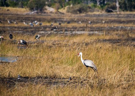 Water Safari in the Okavango Delta