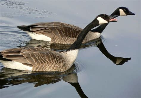 Get Rid of Canadian Geese | Avian Migrate