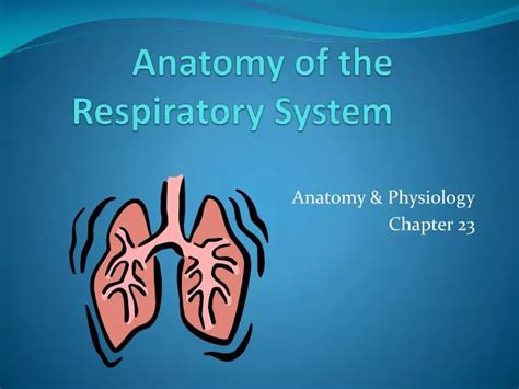 PPT - Anatomy of the Respiratory System PowerPoint Presentation, free download - ID:4782257