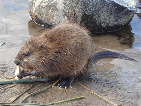 What Do Muskrats Eat? (8 Tips To Get Rid Of Them)