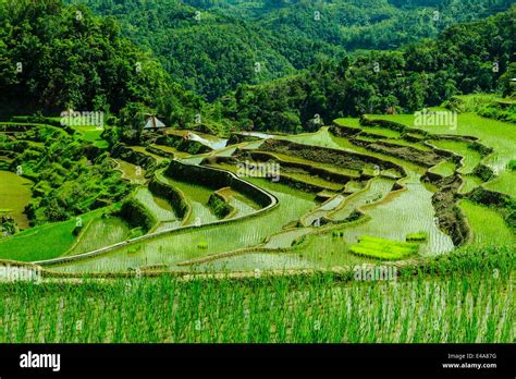 The rice terraces of Banaue, UNESCO World Heritage Site, Northern Luzon, Philippines, Southeast ...