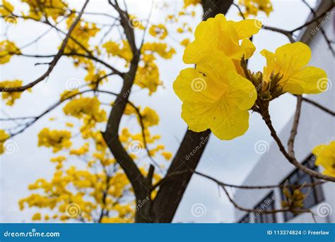 Guayacan or Handroanthus Chrysanthus Tree Stock Photo - Image of blossom, guayacan: 113374824