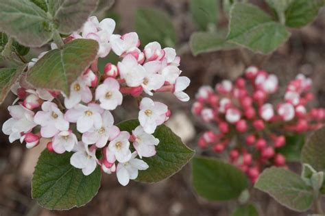 How to Plant, Grow and Use Viburnum in Your Garden | HGTV