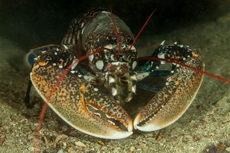 Lobster - Facts and Beyond | Biology Dictionary