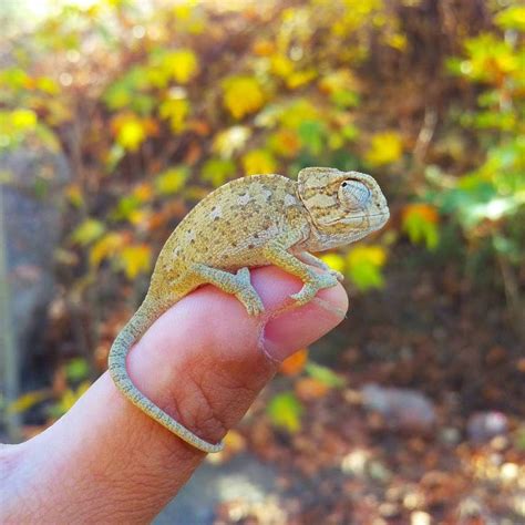 cute baby chameleon by lisans | Baby chameleon, Cute babies, Cute