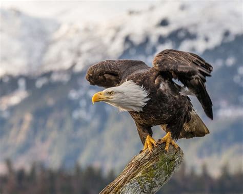 Top 10 Most Beautiful Eagle Species In The World - Red Rock Scenic By Way