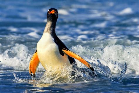 What makes the Gentoo penguin the world's fastest swimming bird ...