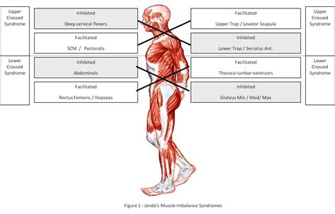 Synergistic Training - Improve Mobility, Stability and Strength